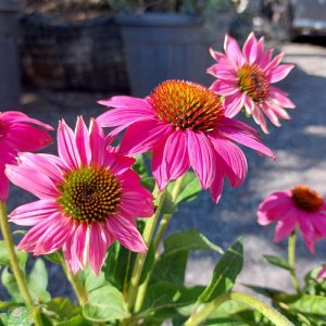 Echinacea purpurová (Echinacea purpurea) ´WILD BERRY´, kont. C1.5L